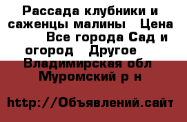 Рассада клубники и саженцы малины › Цена ­ 10 - Все города Сад и огород » Другое   . Владимирская обл.,Муромский р-н